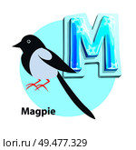 Magpie little black-and-white bird presenting M letter in english alphabet. Children ABC element with vector cartoon character and uppercase char.. Magpie for M Letter in Children Crisscross-row. Стоковая иллюстрация, агентство Ingram Publishing / Фотобанк Лори