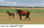 A brown mare and her foal walk through a green field under a blue sky. The scene captures the beauty of nature and the bond between mother and young. Стоковое видео, видеограф Неведицына Елена / Фотобанк Лори