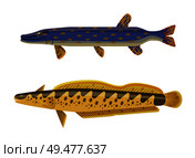 Dark blue with brown inclusion predator pike fish and yellow spotted catfish. Underwater inhabitant vector cartoon illustration on white background.. Predator Fish and Catfish Vector Illustration. Стоковая иллюстрация, агентство Ingram Publishing / Фотобанк Лори