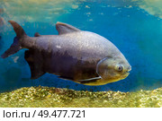 Pacu fish piranha (Colossoma macropomum) on black background. Captive occurs in South America. Стоковое фото, фотограф Евгений Ткачёв / Фотобанк Лори