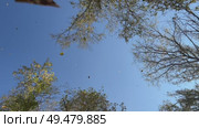 The leaves fall from above looking through the branches of the tree at the blue autumn sky, creating a natural border of treetops around the blue sky. Стоковое видео, видеограф Darya Komarova / Фотобанк Лори