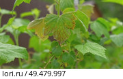 Currant and gooseberry leaf spot. Curling puckering sick blister leaves close-up. Small, dark yellow orange spots on the plant. Puckered blistered leaves distorted by aphids. Yellowish green foliage. Стоковое видео, видеограф Марина Демидюк / Фотобанк Лори
