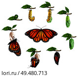 Life cycle of butterfly realistic icons set of caterpillar larva pupa imago phases vector illustration . Life Cycle Of Butterfly Realistic Set. Стоковая иллюстрация, агентство Ingram Publishing / Фотобанк Лори