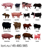 Pig icons set with mini pig and Hampshire breeds flat isolated vector illustration. Pig Icons Set. Стоковая иллюстрация, агентство Ingram Publishing / Фотобанк Лори