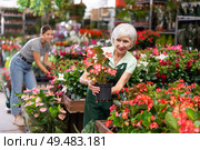 Old woman marketer looking at big begonias in point of sale of plants. Стоковое фото, фотограф Яков Филимонов / Фотобанк Лори