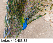 Большой красивый павлин в зоопарке. Beautiful Peacock in zoo. Стоковое фото, фотограф Татьяна Д / Фотобанк Лори