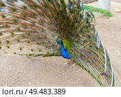 Большой красивый павлин в зоопарке. Beautiful Peacock in zoo. Стоковое фото, фотограф Татьяна Д / Фотобанк Лори