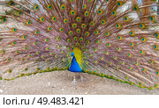Большой красивый павлин в зоопарке. Beautiful Peacock in zoo. Стоковое фото, фотограф Татьяна Д / Фотобанк Лори