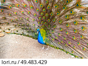 Большой красивый павлин в зоопарке. Beautiful Peacock in zoo. Стоковое фото, фотограф Татьяна Д / Фотобанк Лори