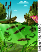 Frog life cycle water stages realistic poster with adult amphibian eggs mass tadpole with legs vector illustration. Стоковая иллюстрация, агентство Ingram Publishing / Фотобанк Лори