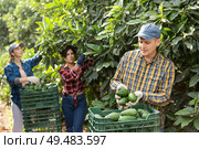Positive farmers picking avocados in fruit farm. Стоковое фото, фотограф Яков Филимонов / Фотобанк Лори
