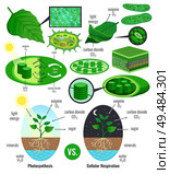 Biological photosynthesis infographic elements with light energy conversion calvin cycle scheme plants cellular respiration colorful vector illustration. Стоковая иллюстрация, агентство Ingram Publishing / Фотобанк Лори