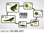 Frog life cycle realistic infographic chart from eggs mass embryo development tadpole to adult animal vector illustration. Стоковая иллюстрация, агентство Ingram Publishing / Фотобанк Лори