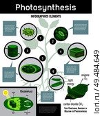 Photosynthesis light energy in cells food conversion process schema infographic elements with description educational  poster vector illustration. Стоковая иллюстрация, агентство Ingram Publishing / Фотобанк Лори