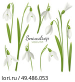 Realistic snowdrop flower set with editable text and images of february fair-maids on blank background vector illustration. Стоковая иллюстрация, агентство Ingram Publishing / Фотобанк Лори