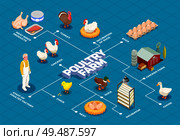 Poultry farm flowchart with chicken farm turkey goose birds eggs meat products isometric elements vector illustration. Стоковая иллюстрация, агентство Ingram Publishing / Фотобанк Лори