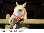Лошадь в загоне. Стоковое фото, фотограф Ирина / Фотобанк Лори