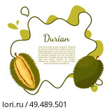 Durian exotic juicy fruit with unusual flavour and odour vector poster frame and text. Tropical edible food, dieting vegetarian icon full of vitamins. Durian Exotic Juicy Thailand Malaysia Fruit Poster. Стоковая иллюстрация, агентство Ingram Publishing / Фотобанк Лори