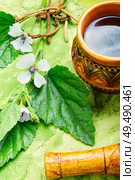 Herbal tea.Medicinal tea with althaea herbs.Medicinal herbs.Healthy decoction. Althaea Herbal Tea. Стоковое фото, агентство Ingram Publishing / Фотобанк Лори