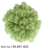 chilean wine palm tree isolated on white background. top view. 3d illustration. Стоковое фото, агентство Ingram Publishing / Фотобанк Лори