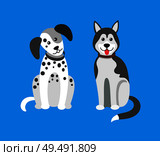 Dog puppies sitting in clinic, hospital doggy pets vector. Breeds of mammal animals doggish creatures, purebred Siberian husky, canis lupus familiaris. Dog Puppies Sitting in Clinic, Hospital Doggy Pets. Стоковая иллюстрация, агентство Ingram Publishing / Фотобанк Лори