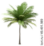 coconut palm tree isolated on white background. 3d illustration. Стоковое фото, агентство Ingram Publishing / Фотобанк Лори