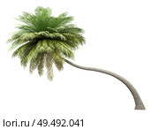 coconut palm tree isolated on white background. 3d illustration. Стоковое фото, агентство Ingram Publishing / Фотобанк Лори