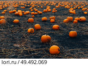 Pumpkin patch field. Halloween pumpkins on a farm. Organic vegetable farming in Autumn during Thanksgiving time. Harvest season. Стоковое фото, фотограф Мара Фрибус / Фотобанк Лори