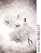 Beautiful White- Pink speckled phalaenopsis Orchid Flower . close up. Стоковое фото, агентство Ingram Publishing / Фотобанк Лори