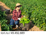 Woman gardener harvesting pepper on plantation. Стоковое фото, фотограф Яков Филимонов / Фотобанк Лори