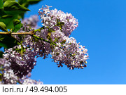 Blooming lilac against the blue sky. Стоковое фото, фотограф Евгений Ткачёв / Фотобанк Лори