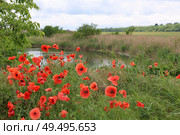 Полевые маки у водоёма. Стоковое фото, фотограф Антонина Кудактина / Фотобанк Лори