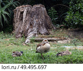 Нильский гусь. Egyptian goose resting on the lawn, Alopochen aegyptiaca in natural habitat. Стоковое фото, фотограф Екатерина Якименко / Фотобанк Лори