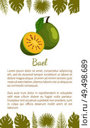 Bael exotic juicy fruit vector poster text sample and leaves. Aegle marmelos, Bengal quince, golden stone wood apple, bitter orange. Tropical edible food. Bael Exotic Juicy Fruit Vector Aegle Poster Text. Стоковая иллюстрация, агентство Ingram Publishing / Фотобанк Лори