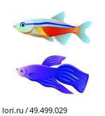 Colorful sea inhabitant rare neon tetra and common betta fish as aquarium animal flat vector illustration for nautical site or fishery journal poster.. Colorful Sea Inhabitant Neon Tetra and Betta Fish. Стоковая иллюстрация, агентство Ingram Publishing / Фотобанк Лори