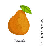 Pomelo exotic fruit vector illustration isolated. Tropical food, similar in appearance to grapefruit or pear, dieting vegetarian citrus with leaf. Pomelo Exotic Fruit Vector Tropical Food Icon. Стоковая иллюстрация, агентство Ingram Publishing / Фотобанк Лори