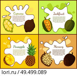 Cupuacu and jackfruit, posters set with editable text sample. Pineapple tropical fruit slice, marang exotic products full of vitamins. Lush meal vector. Cupuacu and Jackfruit Posters Vector Illustration. Стоковая иллюстрация, агентство Ingram Publishing / Фотобанк Лори