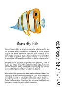 Aquarium butterfly fish exotic sea inhabitant and rare aquatic specie colorful cartoon flat vector illustration. Nautical poster with text sample.. Aquarium Butterfly Fish Exotic Sea Inhabitant. Стоковая иллюстрация, агентство Ingram Publishing / Фотобанк Лори