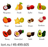 Mangosteen pomelo exotic tropical fruits set vector. Pitaya and carambola, salak and mamey, passion fruit lychee and avocado. Rambutan and papaya. Mangosteen Pomelo Papaya Carambola Fruits Vector. Стоковая иллюстрация, агентство Ingram Publishing / Фотобанк Лори