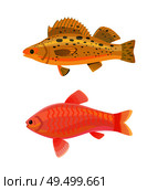 Jewel cichlid and yellow fish with spots. Limbless animals living in water of sea. Aquarium creatures with gills, isolated on vector illustration. Jewel Cichlid and Yellow Fish Vector Illustration. Стоковая иллюстрация, агентство Ingram Publishing / Фотобанк Лори