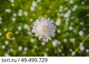 White form of Field scabious (Knautia arvensis) flowering on a green grass meadpw. Tiny wildflowers closeup. Стоковое фото, агентство Ingram Publishing / Фотобанк Лори