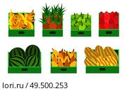 Watermelon and pineapple bananas fruits isolated set vector. Melon and pears storing in container. Healthy and organic food for selling in supermarket. Watermelon and Pineapple Bananas Fruits Set Vector. Стоковая иллюстрация, агентство Ingram Publishing / Фотобанк Лори