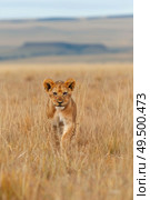 A young lion with a golden coat sprinting through a field of dry, sun-bleached grass in pursuit of its playful instincts. Стоковое AI-изображение, AI-художник Данила Большаков / Фотобанк Лори