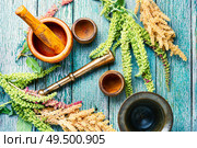 Amaranth or amaranthus.Medicinal herbs, herbal medicine.Amaranth inflorescences on a table with mortars. Amaranth and herbal medicine. Стоковое фото, агентство Ingram Publishing / Фотобанк Лори