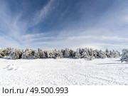 Spain, Andalusia, Granada. Snowed pine treer in ski resort of Sierra Nevada in winter, full of snow. Travel and sports concepts.. Snowed pine treer in ski resort of Sierra Nevada. Стоковое фото, агентство Ingram Publishing / Фотобанк Лори