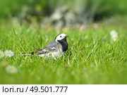 Wagtail bird on a green lawn in the spring in bright daylight. Стоковое фото, агентство Ingram Publishing / Фотобанк Лори