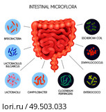 Realistic human internal organs intestinal microflora bacteria infographic with Escherichia coil staphylococcus enterococci clostridium perfringens lactobacilli and other descriptions vector illustration. Стоковая иллюстрация, агентство Ingram Publishing / Фотобанк Лори