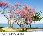 Cercis near sea. Стоковое фото, фотограф ИВА Афонская / Фотобанк Лори