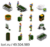 Tea industry production isometric icons set with harvesting leaves withering drying grading fermenting rolling brewing vector illustration. Стоковая иллюстрация, агентство Ingram Publishing / Фотобанк Лори