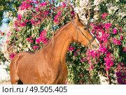 portrait of golden - chestnut Marwari mare agaist flower background. India. Стоковое фото, агентство Ingram Publishing / Фотобанк Лори
